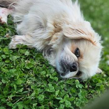 Pekingese Dogs Available for Adoption in Lancaster, Ohio - Slim Pickens | PetCurious