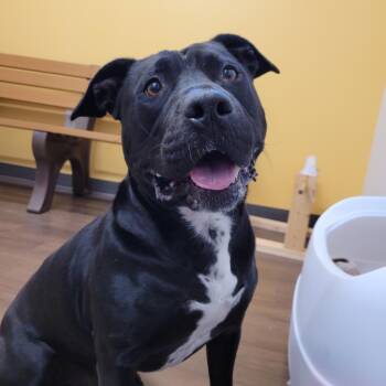 Zeus -  Pit Bull Terrier Dog for Adoption in Nashville, Indiana - Zeus | PetCurious