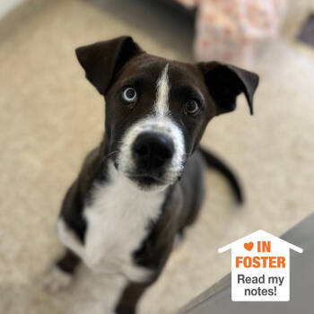 Rescue Black Labrador Retriever and Siberian Husky Dogs for Adoption in Kanab, Utah - LiMu Emu | PetCurious