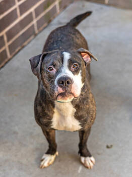 Rescue Mixed Breed Dogs for Adoption in Chamblee, Georgia - Eileen- IN FOSTER | PetCurious