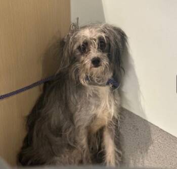 Mixed Breed Dogs Available for Adoption in New York, New York - Dandelion | PetCurious