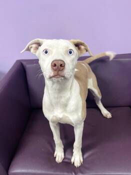 Freida in NH. Come Meet our Adoptable Dogs Wednesday-Saturday. M -  Catahoula Leopard Dog Dog for Adoption in Manchester, New Hampshire - Freida In NH. Come Meet Our Adoptable Dogs Wednesday-Saturday. M | PetCurious