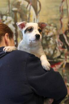 Mixed Breed Dogs Available for Adoption - Lenny | PetCurious