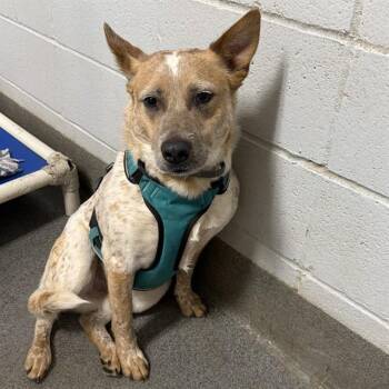 Australian Cattle Dog Blue Heeler Dogs Available for Adoption - TRACE | PetCurious