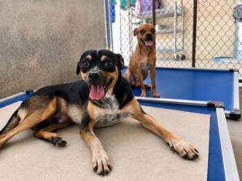 Stewie -  Pug and Mixed Breed Dog for Adoption in Morton Grove, Illinois - Stewie | PetCurious