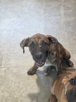 Paco -  Mixed Breed Dog for Adoption in Bossier City, Louisiana - Paco | PetCurious