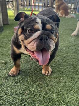 Cocoa -  English Bulldog Dog for Adoption in Silver Lake, Washington - Cocoa | PetCurious