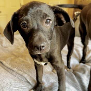 Dachshund Dogs Available for Adoption - Alfie | PetCurious