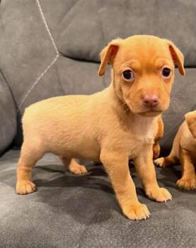 Moon -  Chihuahua Dog for Adoption in Lodi, California - Moon | PetCurious