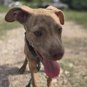 Rescue Mixed Breed Dogs for Adoption in Kempner, Texas - Sawyer | PetCurious