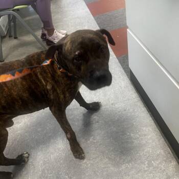 Mixed Breed Dogs Available for Adoption in Philadelphia, Pennsylvania - Boone | PetCurious