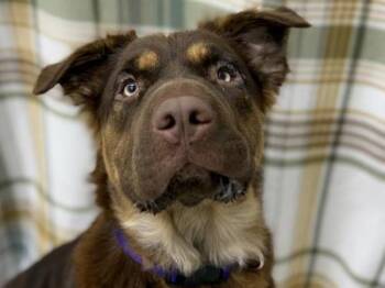 Rescue Australian Shepherd and Mixed Breed Dogs for Adoption in Portland, Oregon - Alaska | PetCurious