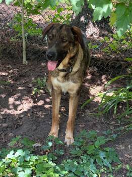 Milachi -  German Shepherd Dog Dog for Adoption in Toronto, Ontario - Milachi | PetCurious