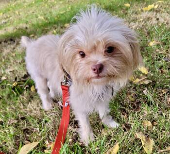Doralee -  Shih Tzu and Terrier Dog for Adoption in Cleveland, Ohio - Doralee | PetCurious