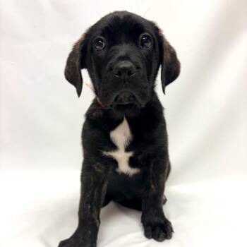 732 (2026) Ophelia -  Cane Corso Dog for Adoption in Parker, Colorado - 732 (2026) Ophelia | PetCurious