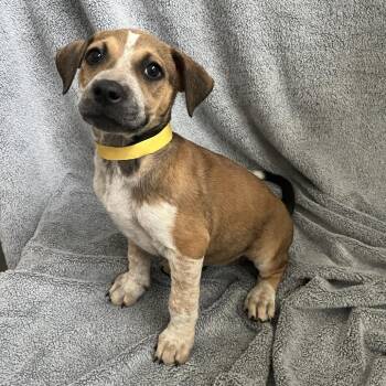 Goldie -  Cattle Dog Dog for Adoption in Cashmere, Washington - Goldie | PetCurious
