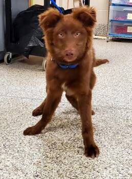 Mixed Breed Dogs Available for Adoption in Fairfax, Virginia - Yakko | PetCurious