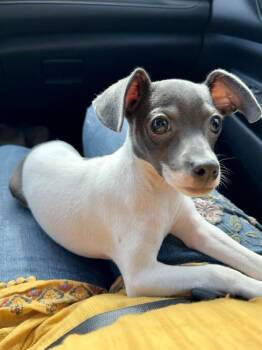 Rescue Rat Terrier Dogs for Adoption in Silsbee, Texas - Dutchie | PetCurious