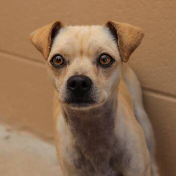 Dallas -  Chihuahua Dog for Adoption in Ojai, California - Dallas | PetCurious