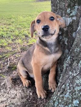 Rachel -  German Shepherd Dog and Labrador Retriever Dog for Adoption in Glocester, Rhode Island - Rachel | PetCurious