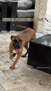 Mixed Breed Dogs Available for Adoption in Fort Lauderdale, Florida - Savy | PetCurious