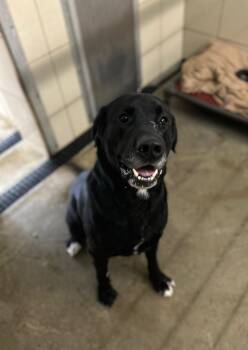 Rescue Black Labrador Retriever Dogs for Adoption in Seneca, Pennsylvania - Vader | PetCurious