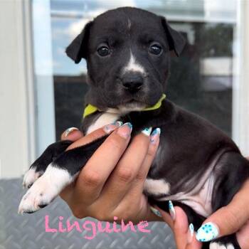 Linguine -  American Staffordshire Terrier and Staffordshire Bull Terrier Dog for Adoption in Tampa, Florida - Linguine | PetCurious