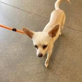 YORK-Stray-16038 -  Chihuahua Dog for Adoption in York, Pennsylvania - YORK-Stray-16038 | PetCurious
