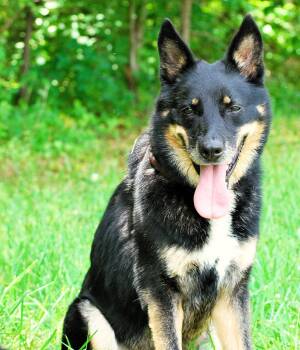 Norman -  German Shepherd Dog Dog for Adoption in Manchester, Tennessee - Norman | PetCurious
