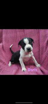 Doris -  American Staffordshire Terrier Dog for Adoption in Seaside Heights, New Jersey - Doris | PetCurious