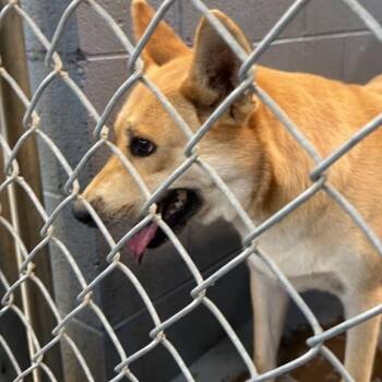 Candy -  Mixed Breed Dog for Adoption in Gadsden, Alabama - Candy | PetCurious