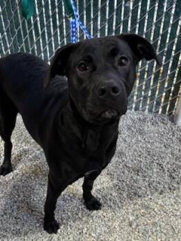 Rescue Black Labrador Retriever Dogs for Adoption in Kellogg, Idaho - Tipsy | PetCurious