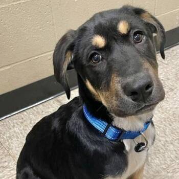 Rescue Retriever Dogs for Adoption in Oklahoma City, Oklahoma - Yates | PetCurious