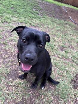 Labrador Retriever Dogs Available for Adoption in Plano, Texas - Sassy A217193 | PetCurious