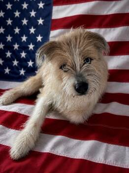 Sheepadoodle and Labradoodle Dogs Available for Adoption in Northwood, Ohio - ALL AMERICAN MUTT!!! | PetCurious