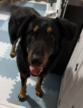 Shepherd Dogs Available for Adoption - ROGER | PetCurious