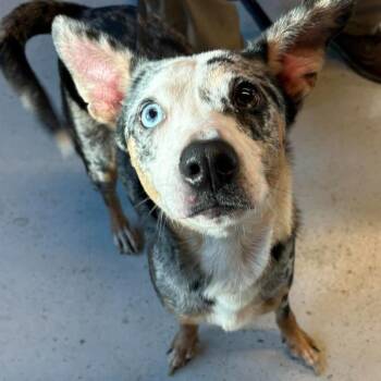Morticia Stray Hold 10/31 -  Mixed Breed Dog for Adoption in Huntington, West Virginia - Morticia Stray Hold 10/31 | PetCurious