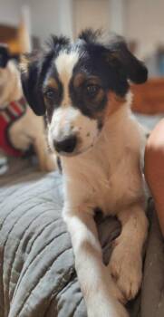 Wirehaired Pointing Griffon and Chihuahua Dogs Available for Adoption - Bertie | PetCurious