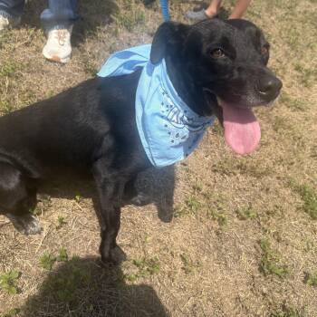 Rescue Black Labrador Retriever Dogs for Adoption - Juliet | PetCurious