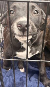 Labrador Retriever and Terrier Dogs Available for Adoption in Shreveport, Louisiana - Quigley | PetCurious