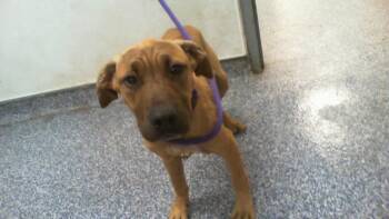 Labrador Retriever and Mixed Breed Dogs Available for Adoption in Charlotte, North Carolina - A1265149 | PetCurious
