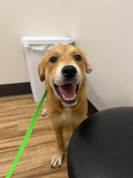 Birdo -  Mixed Breed Dog for Adoption in Raleigh, North Carolina - Birdo | PetCurious