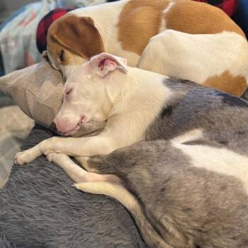 Mixed Breed Dogs Available for Adoption in Fredericksburg, Virginia - Plum | PetCurious
