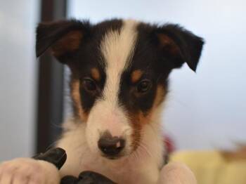 Coach Beard -  Shetland Sheepdog Sheltie and Terrier Dog for Adoption in Portland, Oregon - Coach Beard | PetCurious
