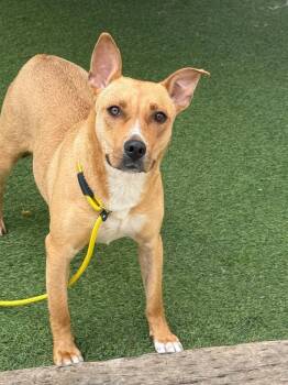 Carolina Dog and Terrier Dogs Available for Adoption in Fayetteville, Arkansas - Chariot | PetCurious