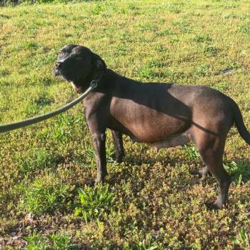 Luna -  Black Labrador Retriever and Mixed Breed Dog for Adoption in Hohenwald, Tennessee - Luna | PetCurious