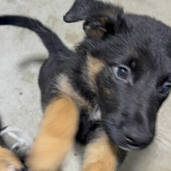 Spike 2471 -  Belgian Shepherd Malinois Dog for Adoption in Loxahatchee Groves, Florida - Spike 2471 | PetCurious