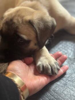 Mastiff Dogs Available for Adoption in Chicago, Illinois - Alba | PetCurious