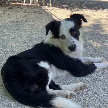 Rescue Border Collie Dogs for Adoption in ROUGH READY, California - McFlurry | PetCurious