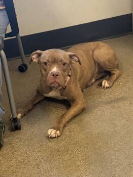 Reese -  Boxer Dog for Adoption in Cleveland, Ohio - Reese | PetCurious